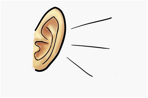 Ears Clipart Cartoon Clip Art Ears Cartoon Clip Art Transparent Free