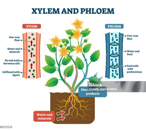 Xylem And Phloem Vector Illustration Labeled Plant Transportation