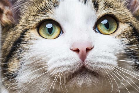 They are neither too big nor too small, not overly cuddly nor distant, neither couch potatoes nor hyperactive. The Domestic Shorthair - Cat Breeds Encyclopedia
