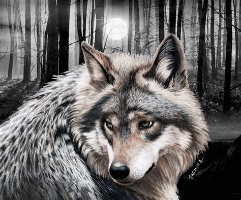 How to draw a wolf eye. A Grey Wolf Drawing by Jasmina Susak