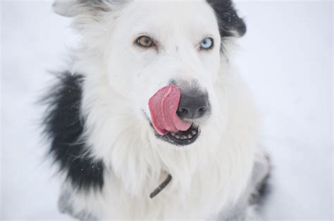 このアカウントには、性的興奮を催すリンクや破廉恥な画像を多数含みます。 もし嫌悪感を感じたらミュートないしはブロック下さい。 #uncensored #無修正 #pornstar #av女優. 最新白い 犬 犬種 - 最高の花の画像