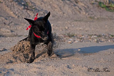 Sand Foto And Bild Tiere Haustiere Hunde Bilder Auf Fotocommunity