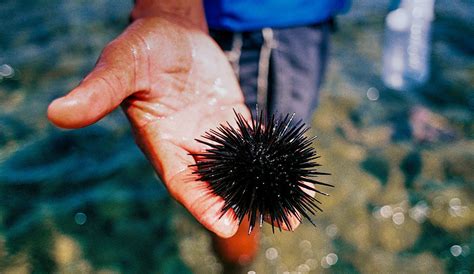 What To Do When You Have A Fresh Sea Urchin Sting The Inertia