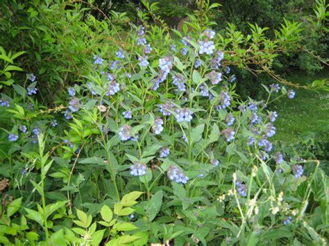 blå blomma Rabatter perenner och annueller Trädgård iFokus