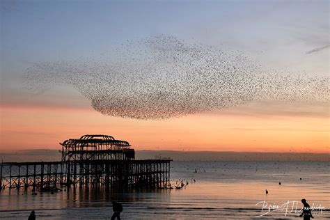 Starlings At Sunset Over Brightons West Pier Brian Aj Dandridge Flickr