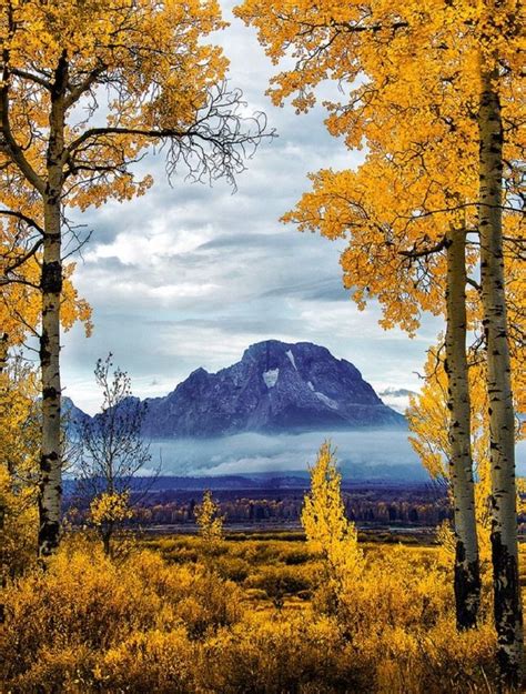 Grand Teton National Park Framed With Autumn Hues Of Aspen Trees
