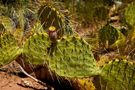 Sharp Spikes Of Desert Cactus Free Stock Photo Public Domain Pictures