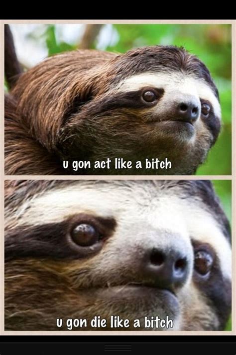 Some People Sloths Funny Sloth Meme Sloth