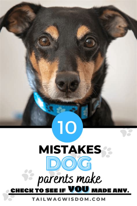 10 Mistakes New Dog Owners Make Tail Wag Wisdom