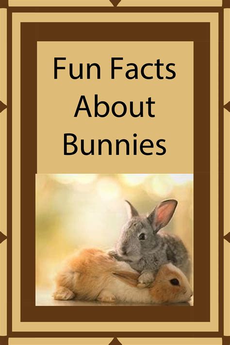 5-amazing-facts-100-interesting-facts-about-rabbits-amazing-images