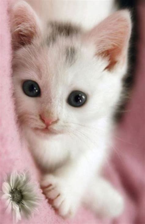 Am I Cute 26th June 2015 Gatinhos Fofos Gatos Bonitos Gatos Bebê