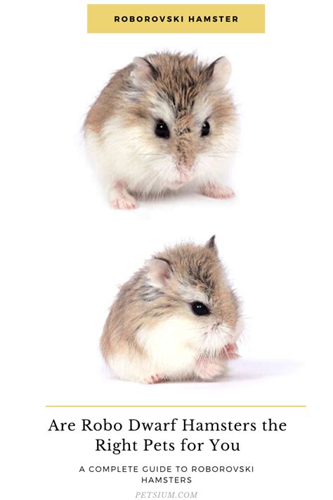 Roborovski Dwarf Hamster Care Facts Diet Cage Petsium