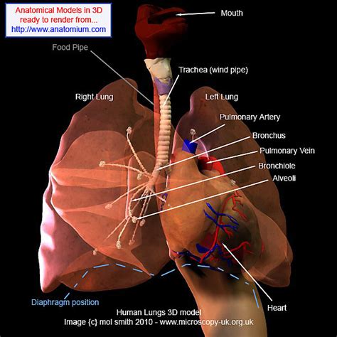 Anatomy At Microscopy Uk Human Lungs
