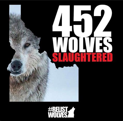 As Of 12102021 452 Wolves Have Been Slaughtered In Idaho By Hunters