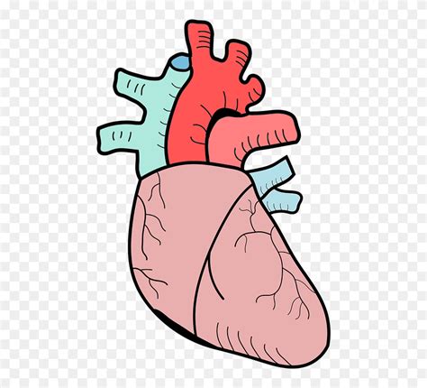 Heart Biology Png Clipart 5334615 Pinclipart