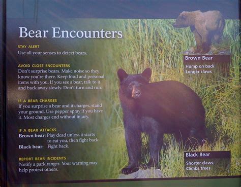 Bear Safety In Alaska If It Starts To Eat You Fight Back