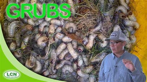 Lawn Grubsgrub Worms How To Get Rid Of Lawn Grubs Youtube