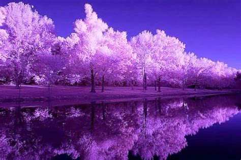 Beautiful Purple Trees Best Nature Wallpapers Nature