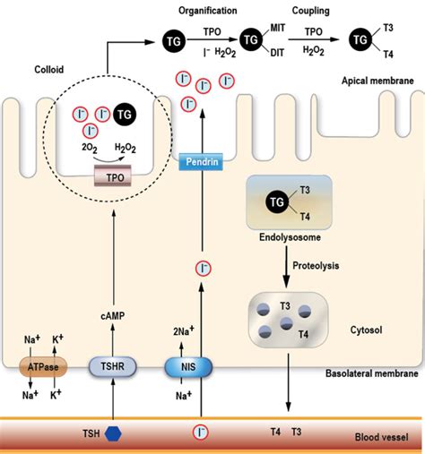 Immune System Effects On The Endocrine System Endotext Ncbi Bookshelf