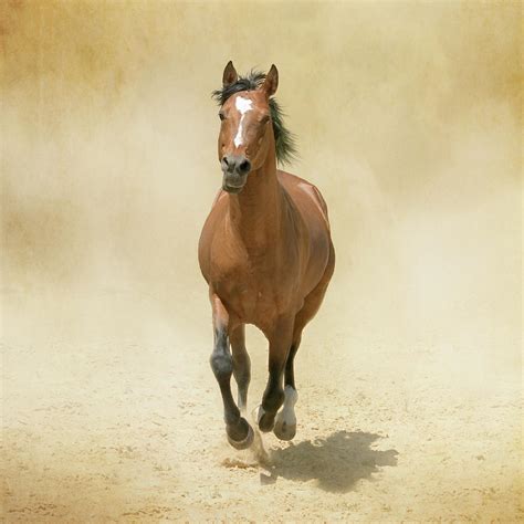 Bay Horse Galloping In Dust Photograph By Christiana Stawski Fine Art