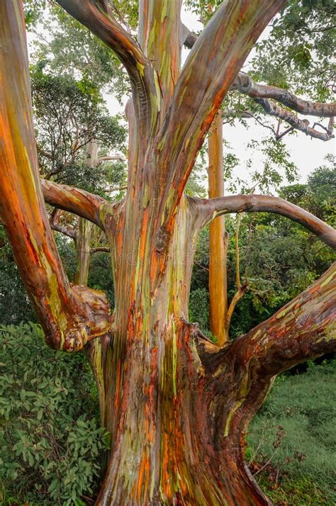 Rainbow Eucalyptus Trees Maui Hawaii Usa Stock Image Image Of Rain