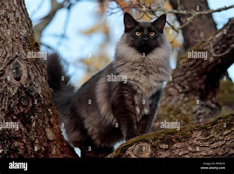 Norwegian Forest Cat Male Standing On Maple Tree Branch He Wants To