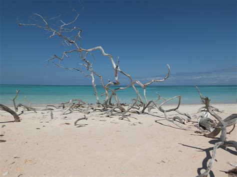 Branches On The Beach In The Resort Of Cayo Santa Maria Cuba