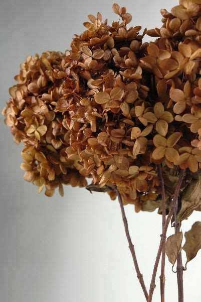I have an endless summer hydrengea newly planted this spring, it has beautiful pink flowers and they are now turning brown. Hydrangeas Preserved Brown Flowers 3 stems (Save 26% ...
