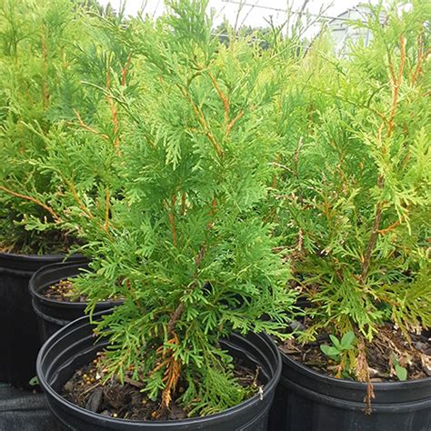 Eastern White Cedar 2 Gallon Ferguson Tree Nursery