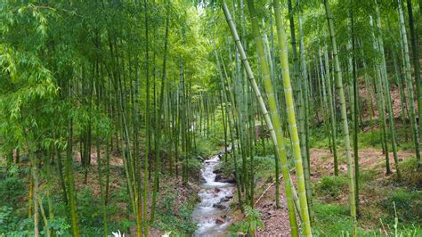 The Bamboo Forest Of Moganshan China Travel And Food