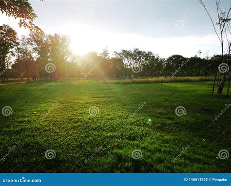 Sunshine On The Grass In Park Beautiful Nature Background Stock Photo