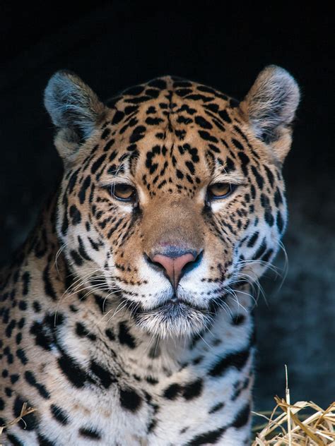 Jaguar Jaguar At Edinburgh Zoo Permission To Use Please C Flickr