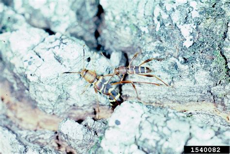 The look of the damage is very similiar the emerald ash borer. redheaded ash borer, Neoclytus acuminatus (Coleoptera ...