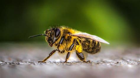 why do bees have 5 eyes important facts pestopped