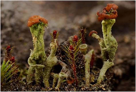Flechte Mit Braunen Apothecien Foto And Bild Pflanzen Pilze And Flechten