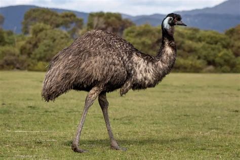 Emu Symbolism Dreams And Messages Spirit Animal Totems