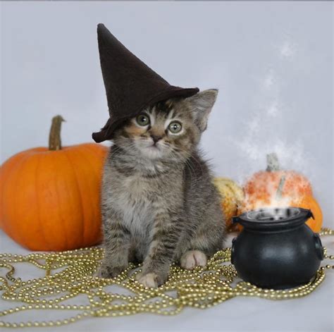 halloween costumes and your cats cat adoption team