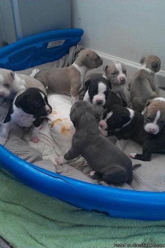 Our puppies are going with a 1 year health guarantee. PITBULL PUPPIES 4 SALE for Sale in San Diego, California Classified | AmericanListed.com