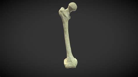 human femur bone download free 3d model by tom o graphyx thoracotomie [0647ff9] sketchfab