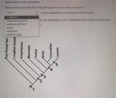 Solved This Phylogenetic Tree Depicts The Evolutionary