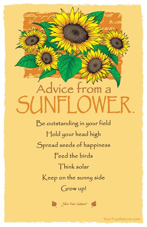 Advice From A Sunflower Postcard Your True Nature Flower Quotes