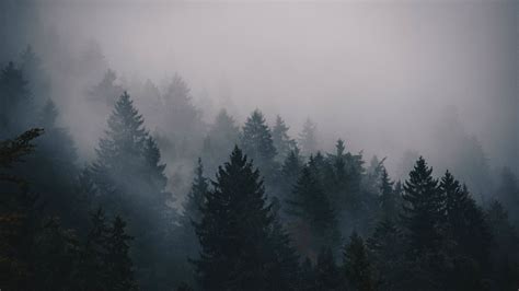 Обои туман 5k 4k лес деревья Fog 5k 4k Wallpaper Trees Forest