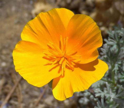 California Poppy State Flower By Shippertrish On Deviantart
