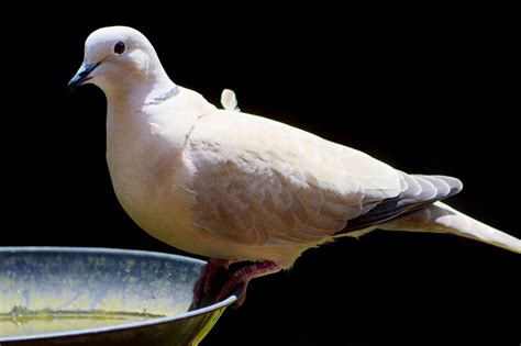 Grey Dove Bird 5k Stainless Bowl Copy Space Animal Themes