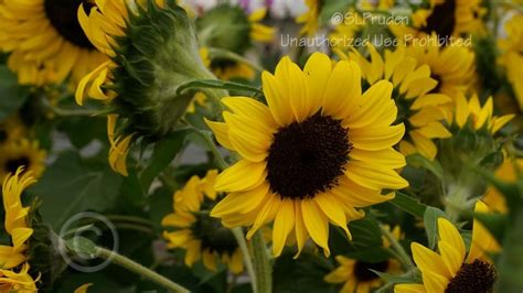 Plantfiles Pictures Helianthus Annual Sunflower Common Sunflower