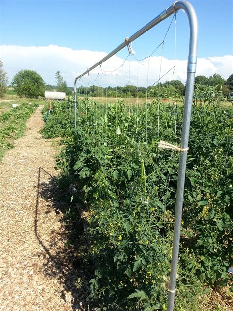 The Urbane Farmer Trellising Tomatoes String Trellis Part 4