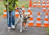 What Are Service Dogs For Images
