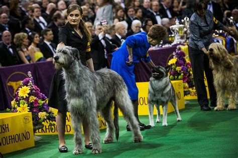 Images Archival Store 138th Annual Westminster Dog Show Starts In New