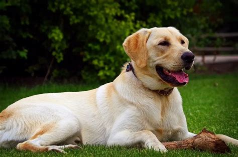 Labrador Retriever Americas Top Dog Pups Central