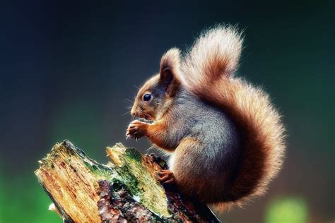Animal Squirrel Hd Wallpapers Wallpaper Cave